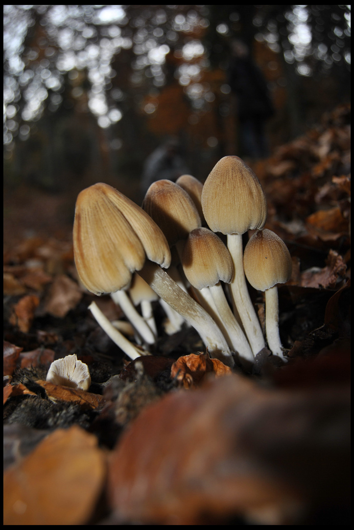 famigliola di funghi :)