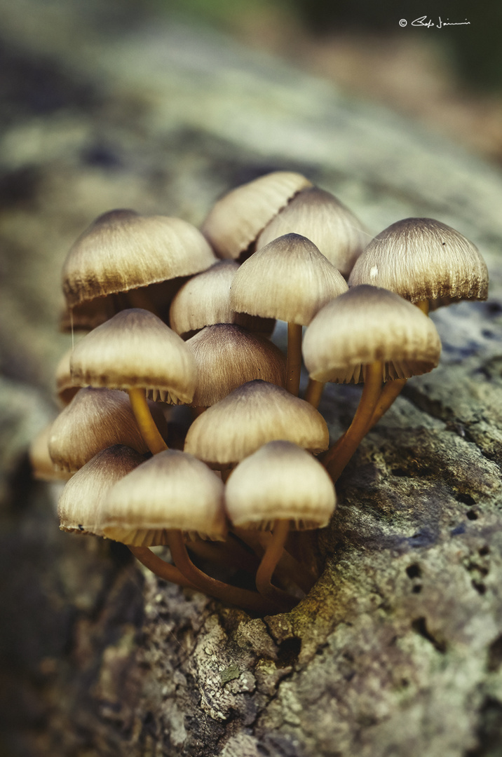 Famigliola di funghi