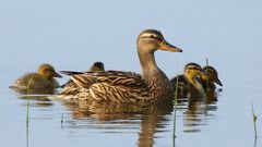 Familenausflug