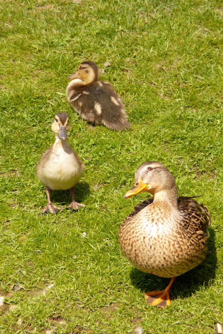 Familenfoto