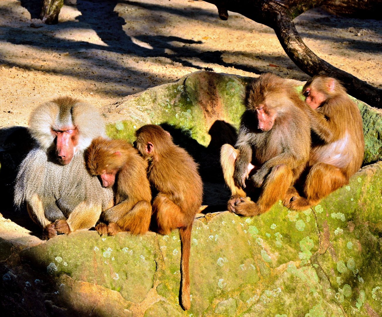 Familenglück im Sonnenschein