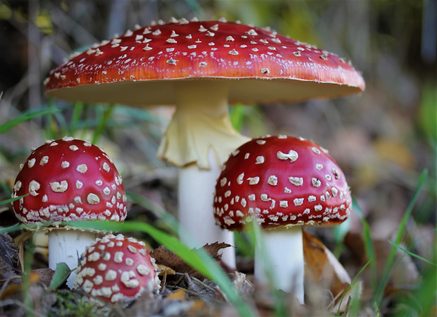 Familia Amanita 