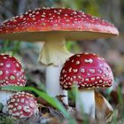 Familia Amanita 