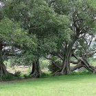 Familia de árboles