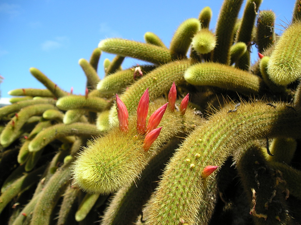 Familia de cactus