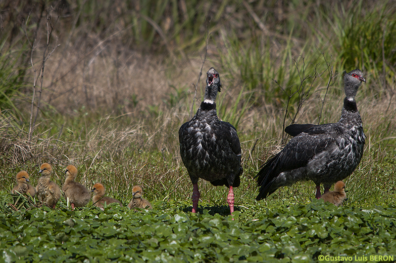 Familia de Chajás