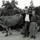 FAMILIA DE LABRADORES GALLEGOS