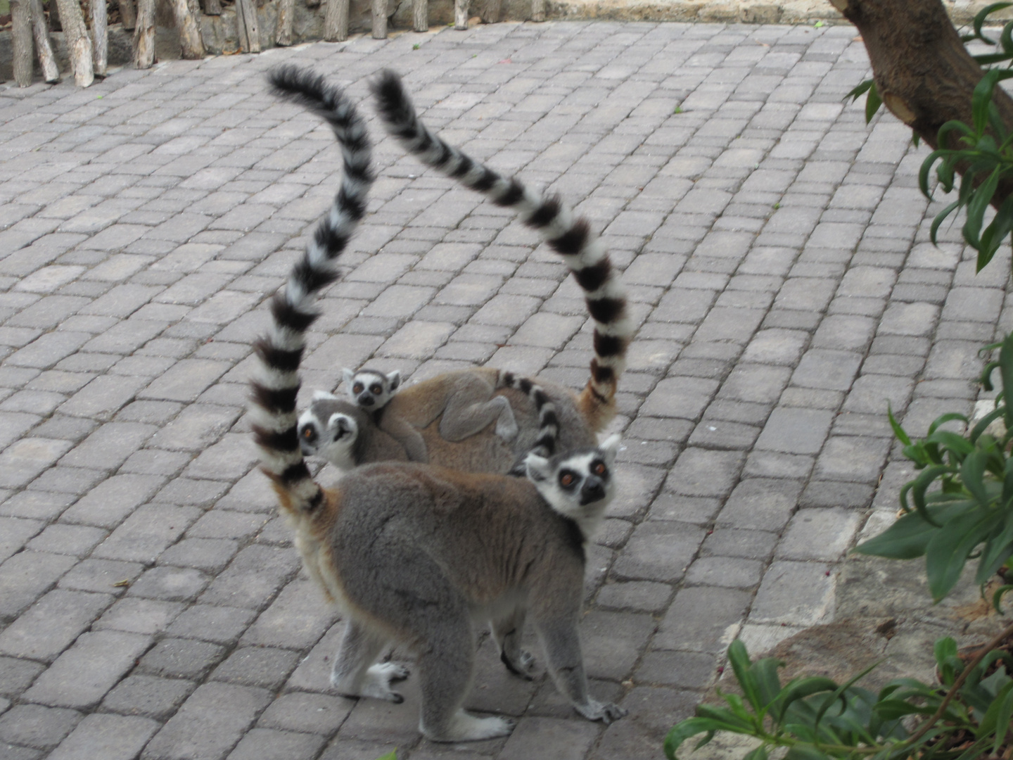 Familia de Lémures