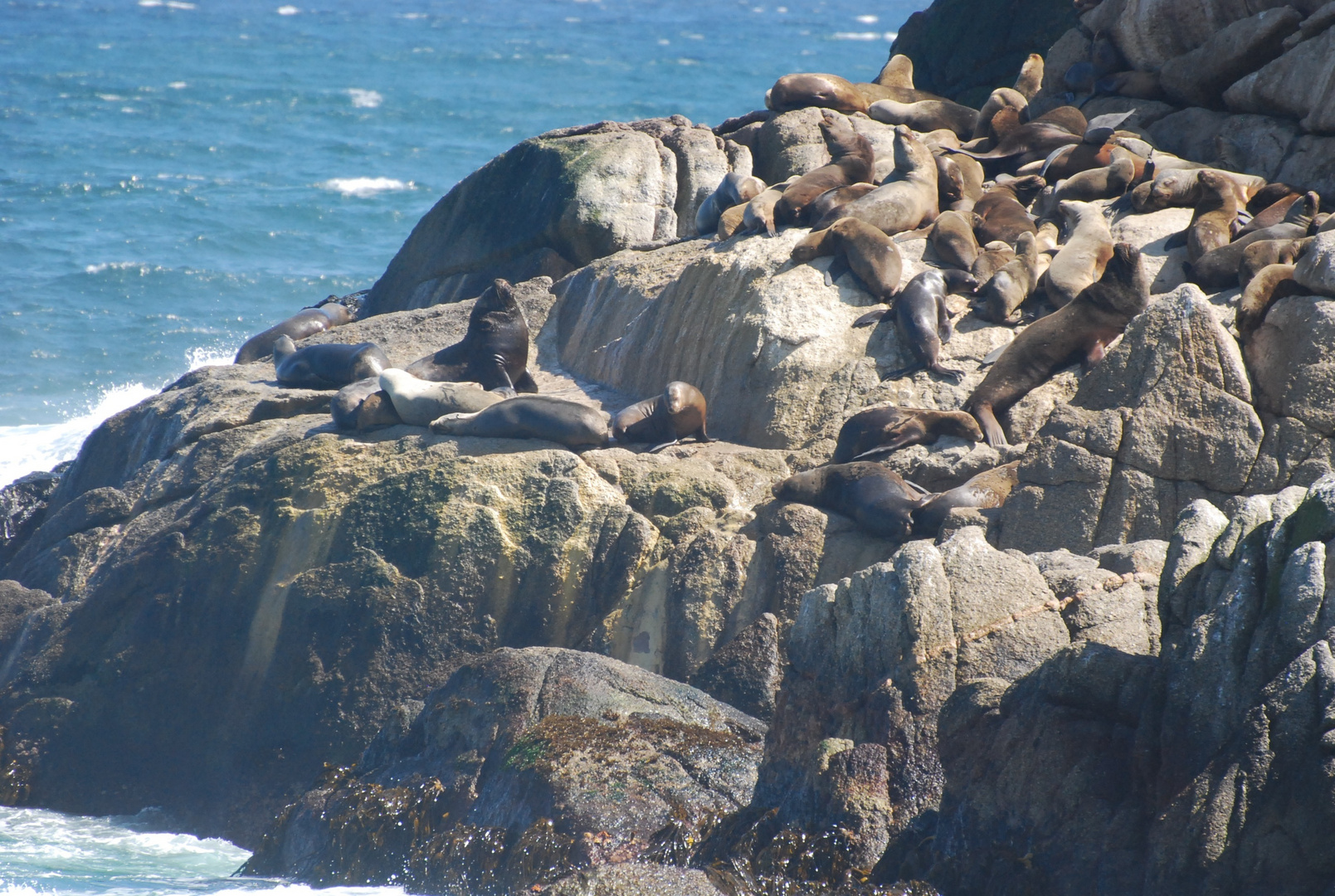 Familia de Lobos Marinos