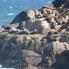 Familia de Lobos Marinos