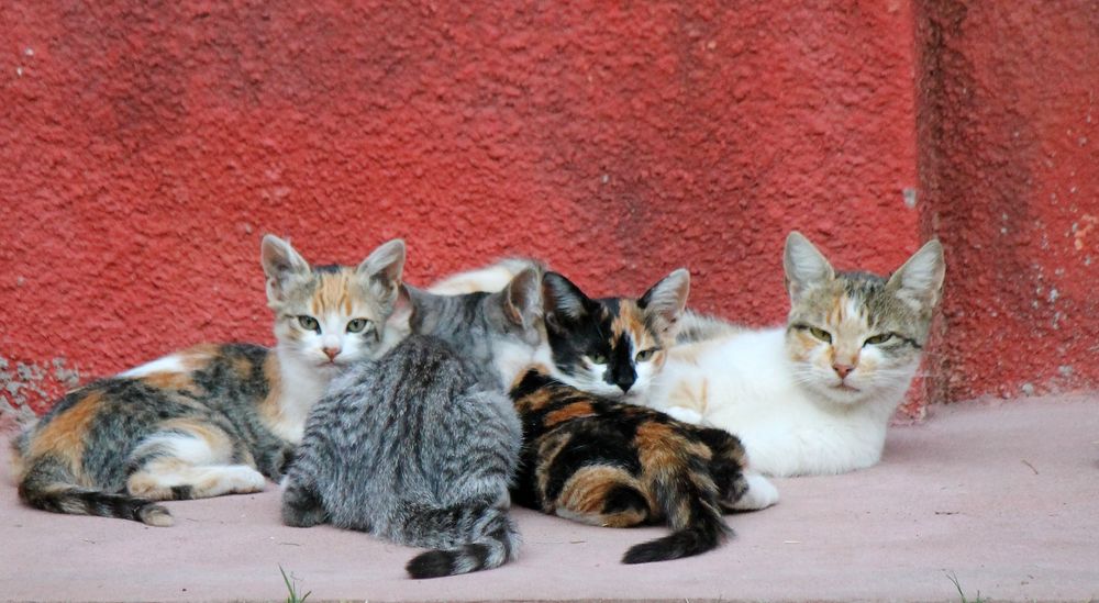 Familia gatuna