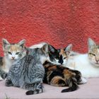 Familia gatuna