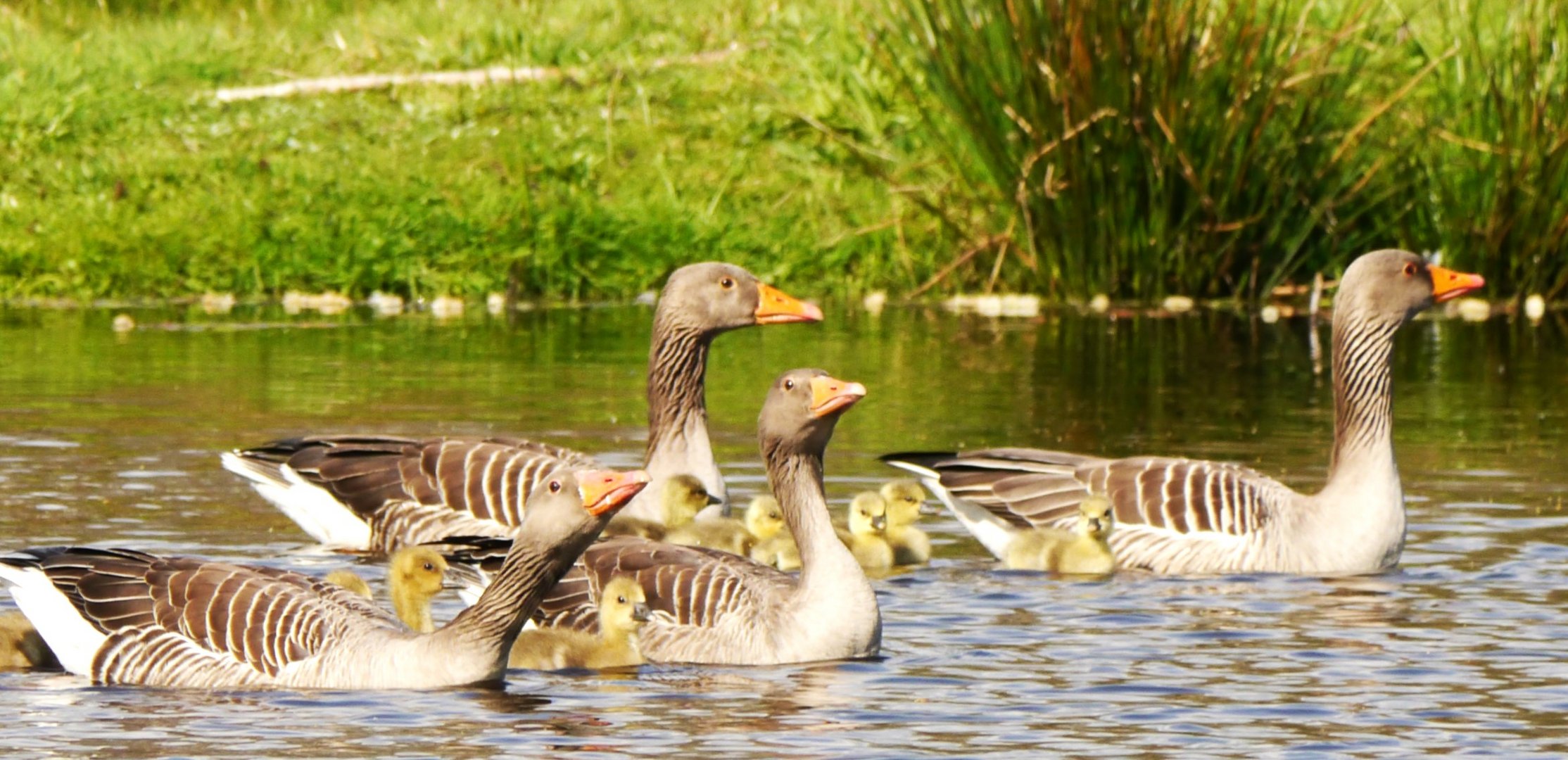 Familie ?