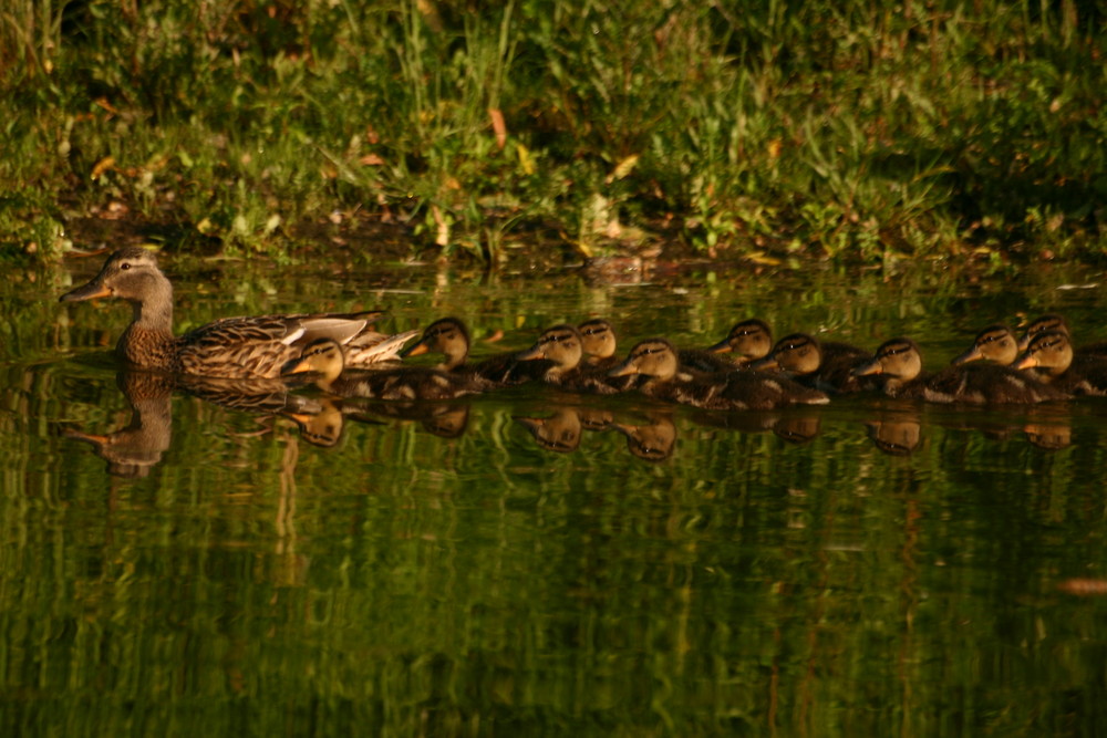 Familie