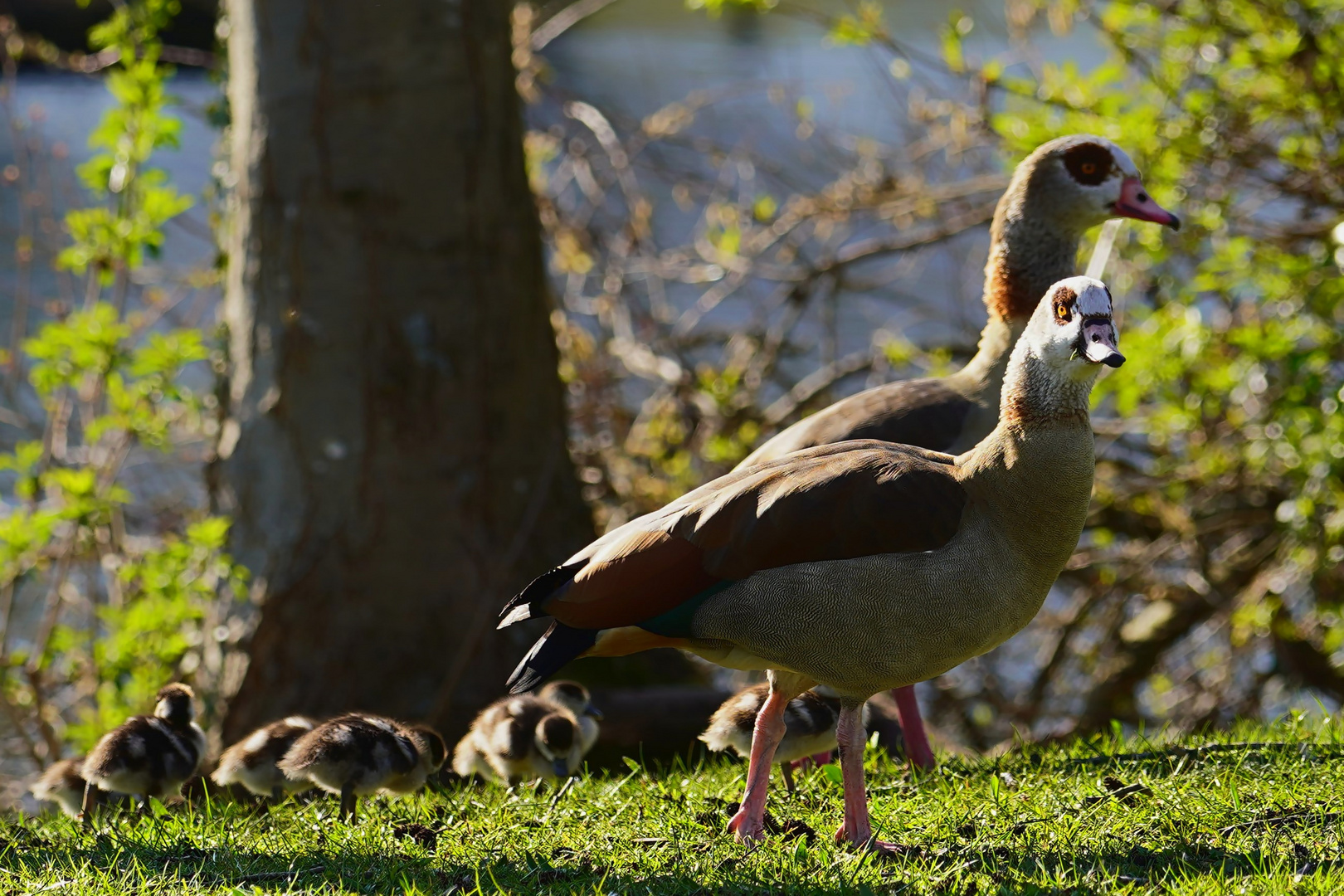 Familie