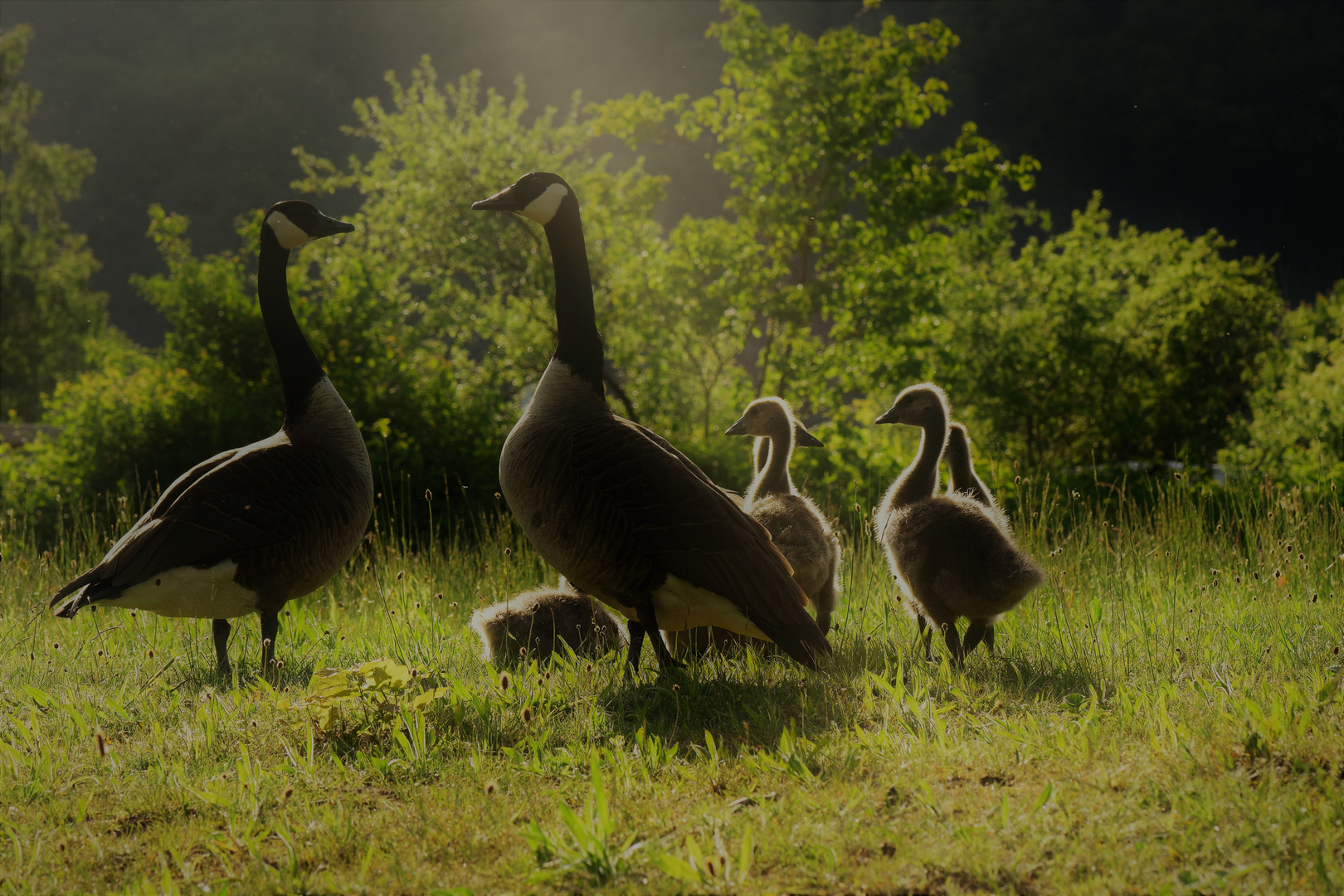 Familie .......