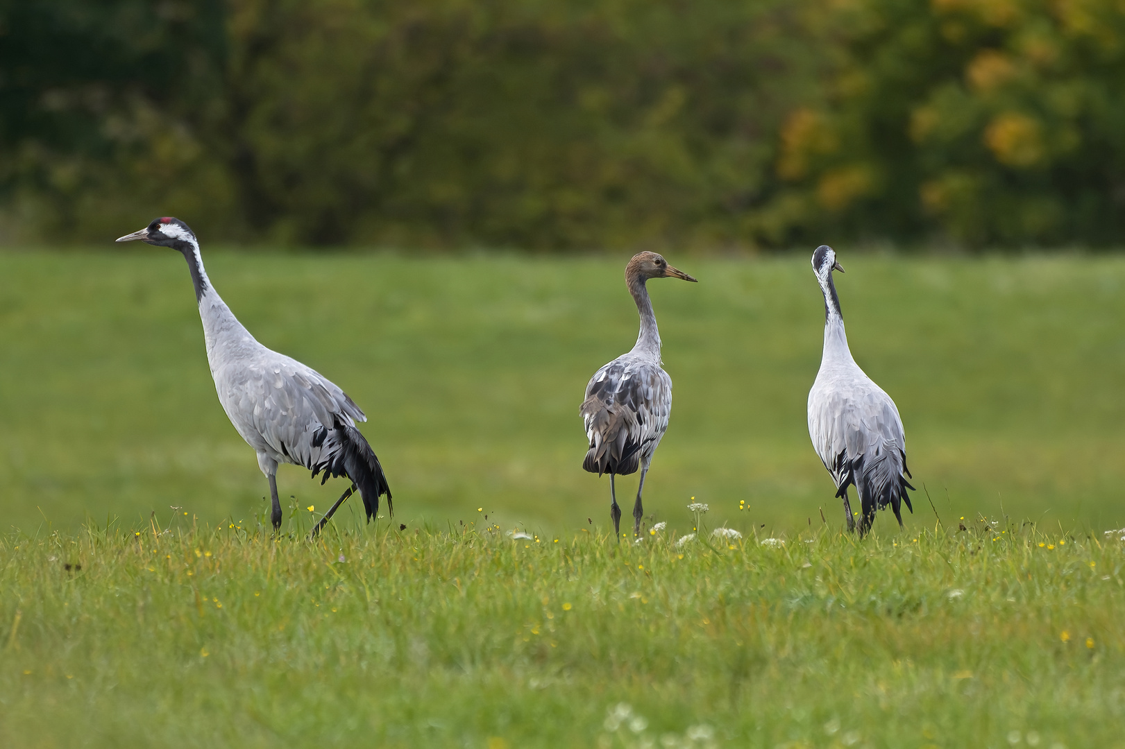 Familie...