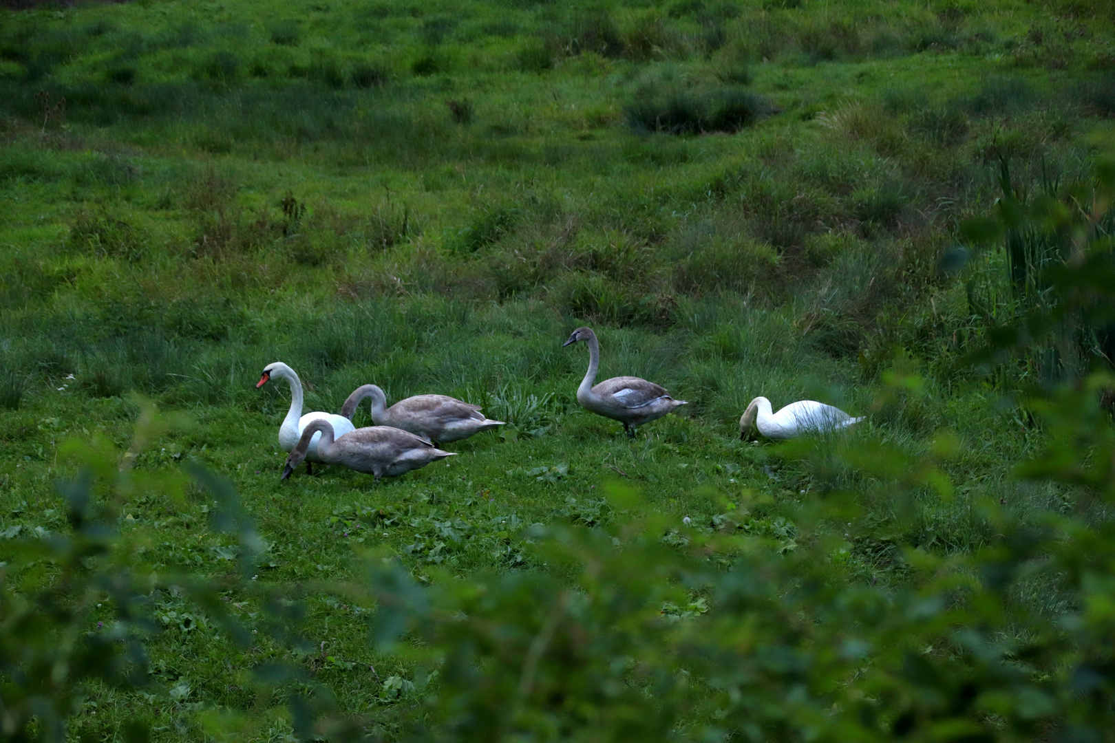 Familie... :-) 