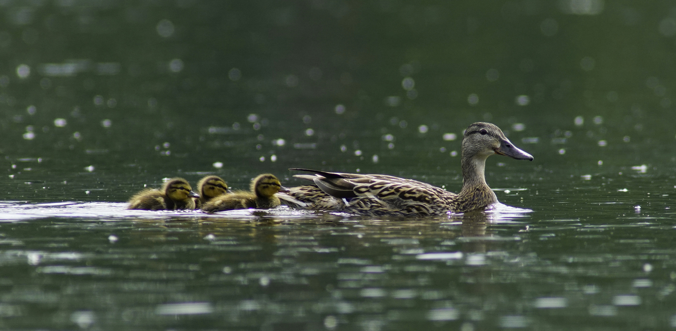 Familie---------.