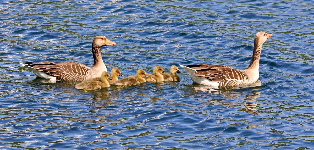 Familie