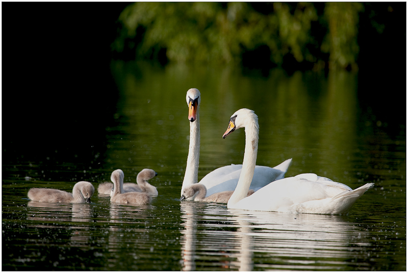 ~~ Familie ~~