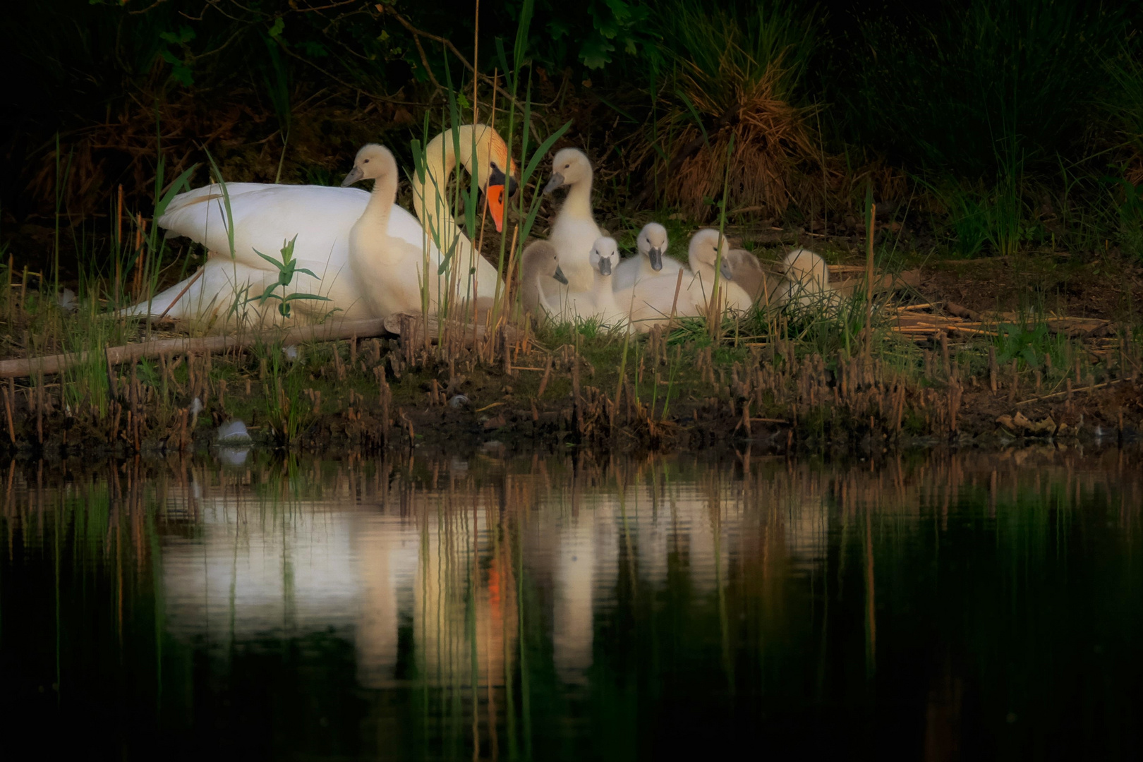 - Familie -