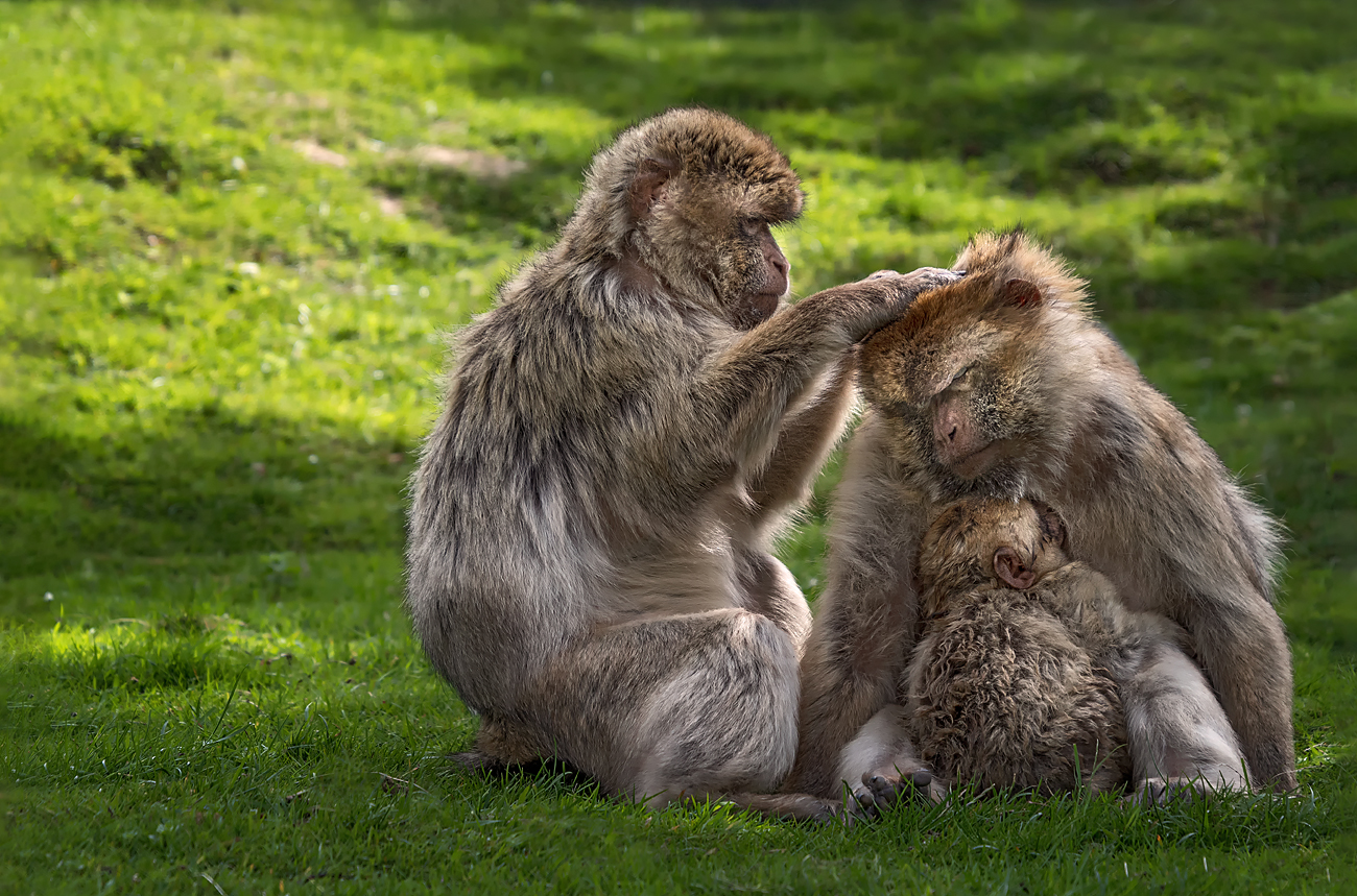 Familie