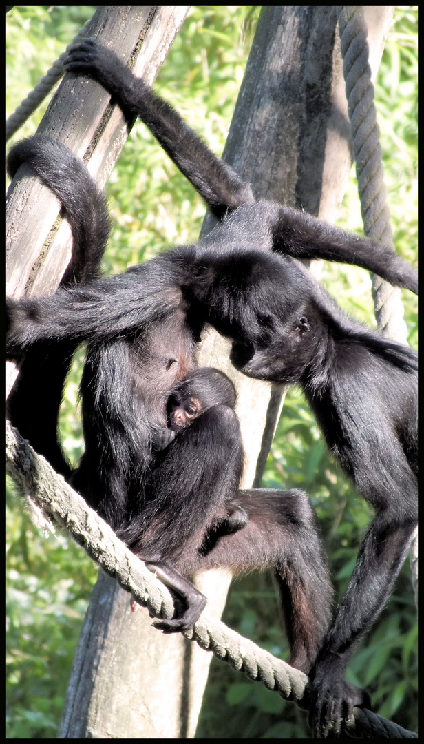 Familie