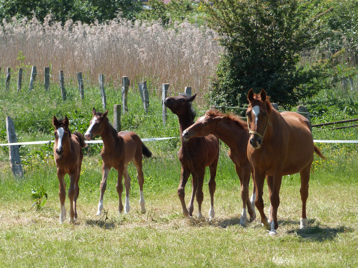 Familie