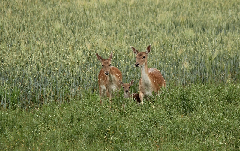 Familie