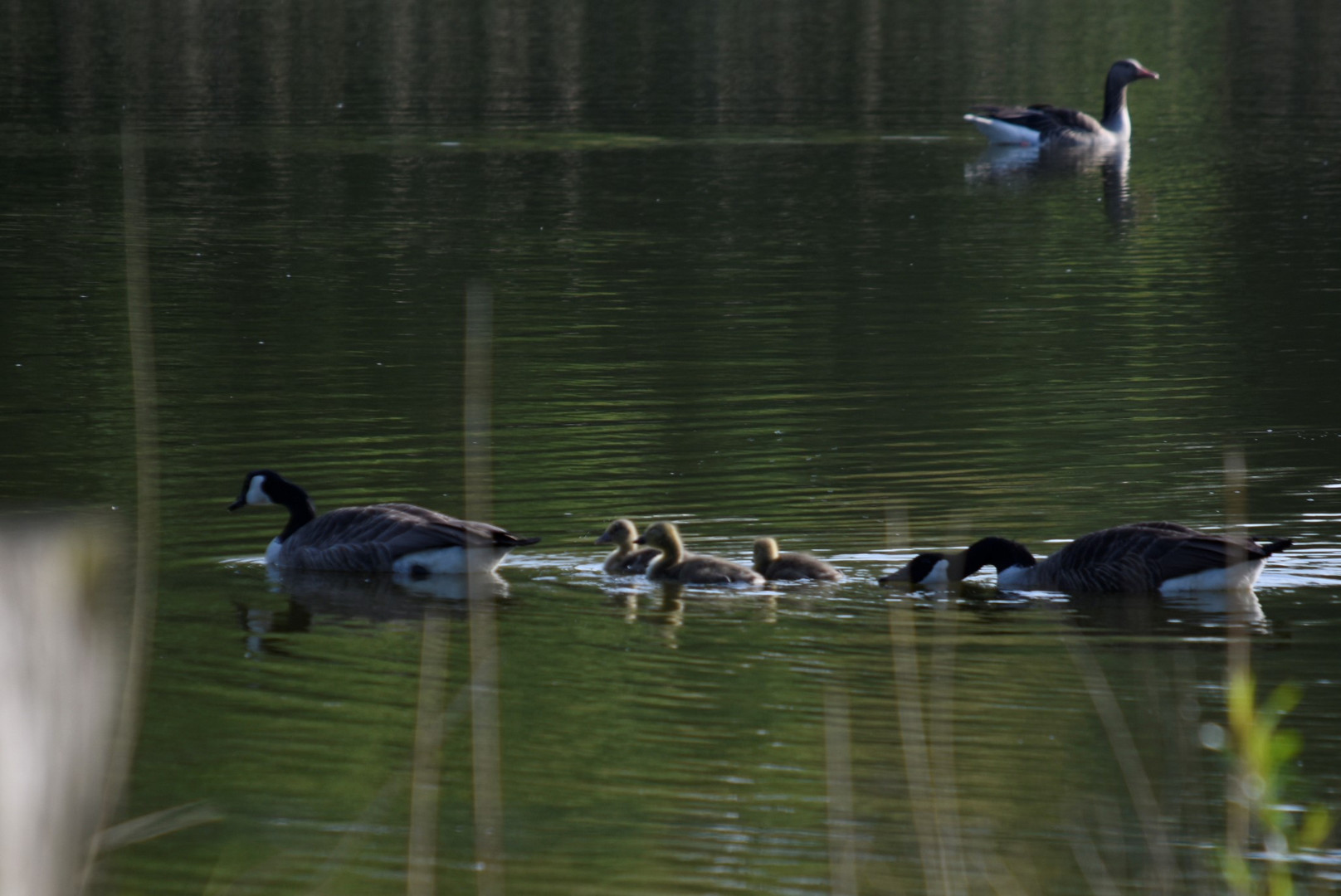 Familie