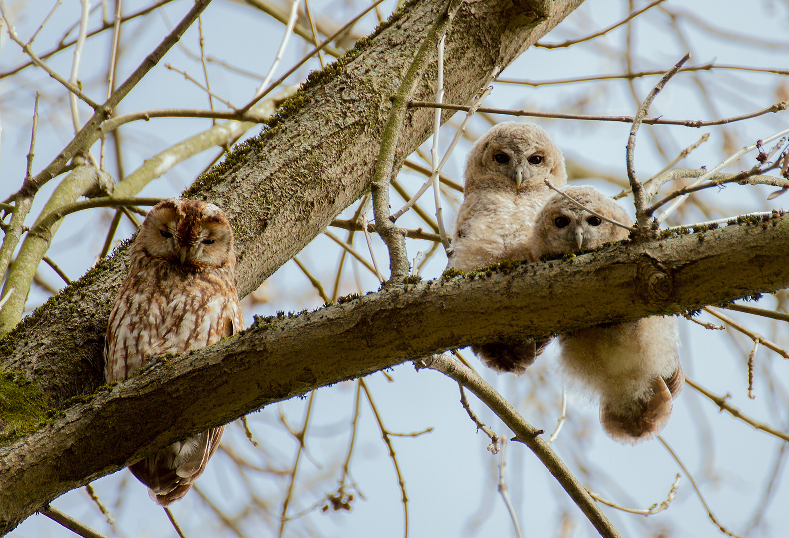 Familie