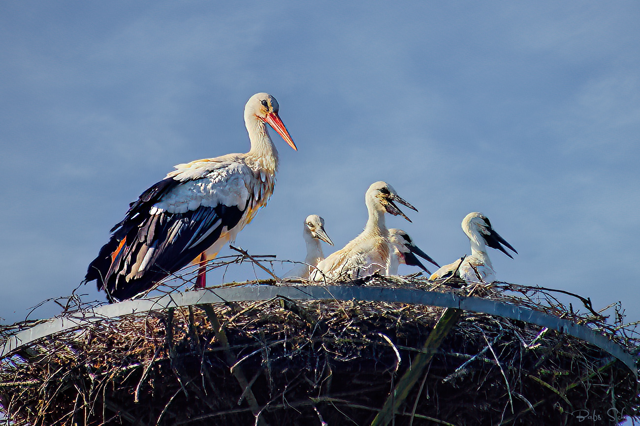 Familie Adebar