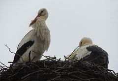 Familie Adebar