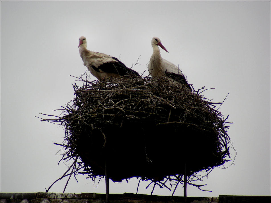 Familie Adebar