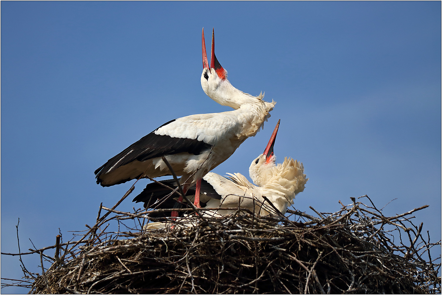 Familie Adebar...