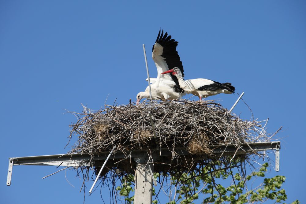 Familie Adebar de Provence