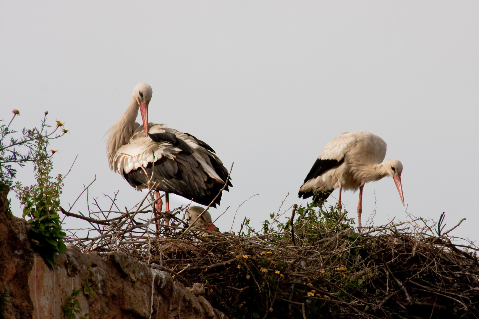 familie adebar II