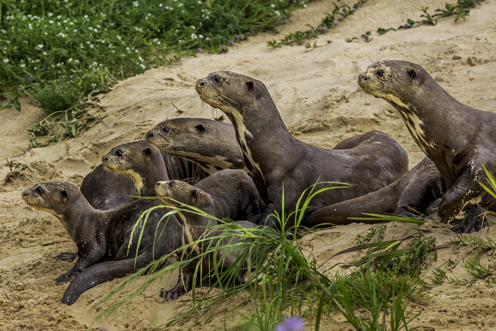 Familie