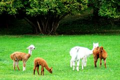 Familie Alpaka