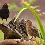 Familie Amsel