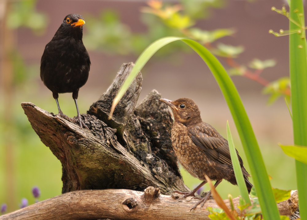 Familie Amsel