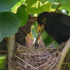 Familie Amsel.