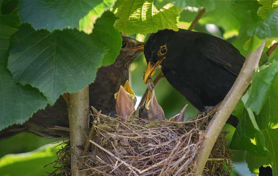 Familie Amsel.