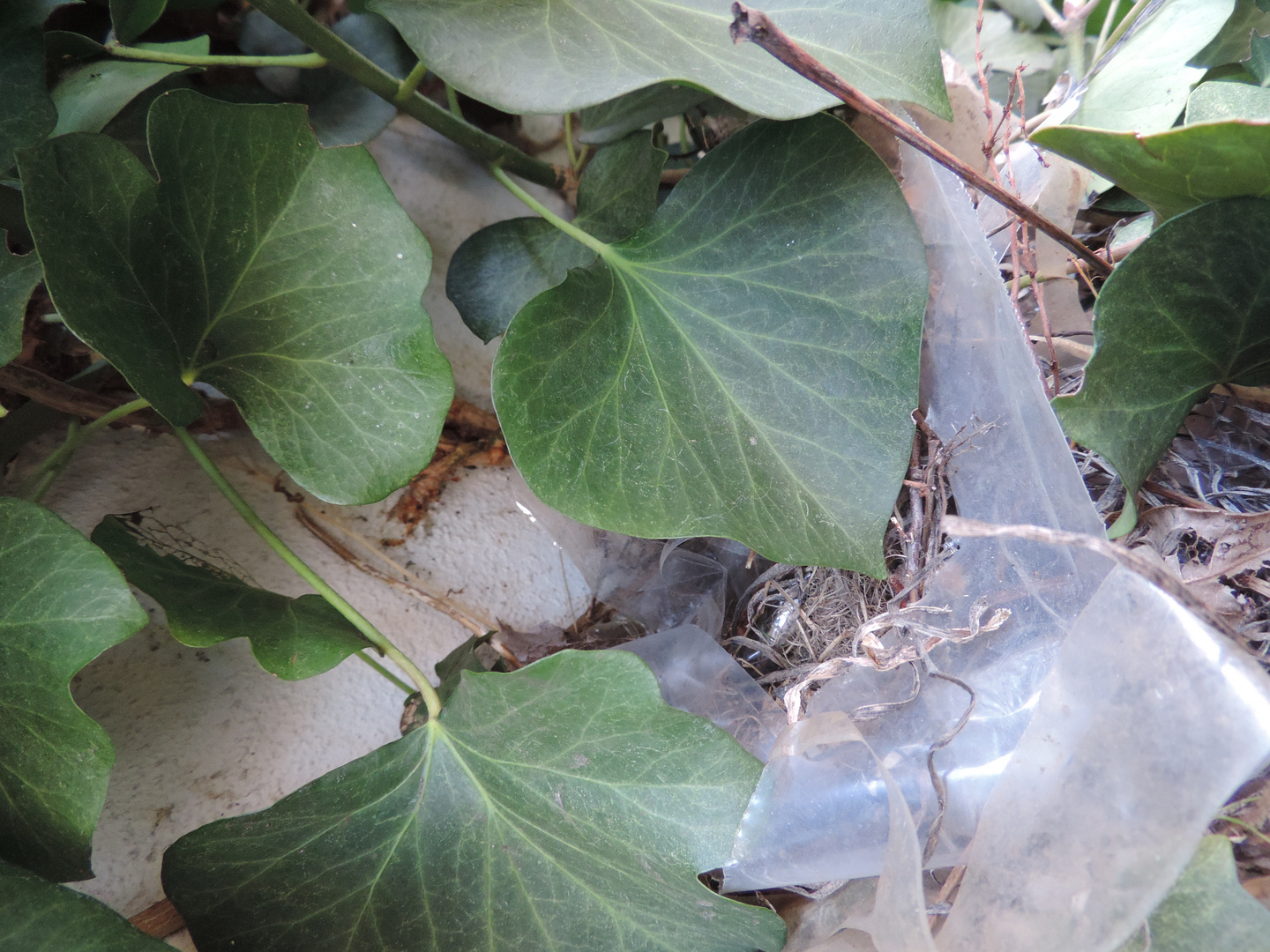 Familie Amsel's moderner Nestbau