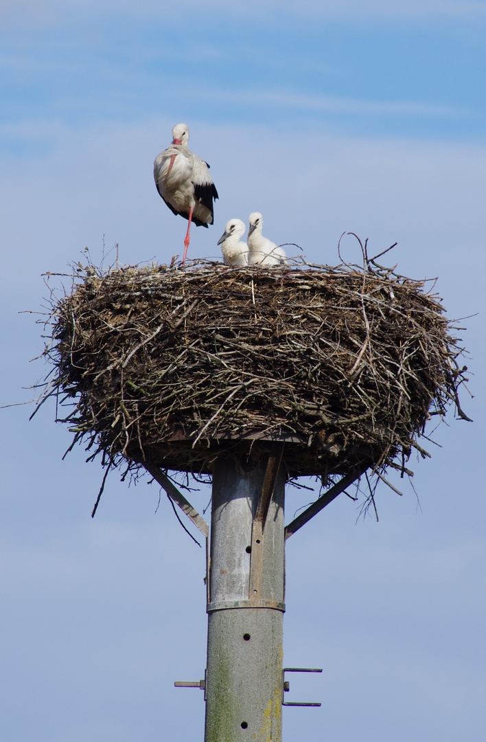 Familie auf der Durchreise