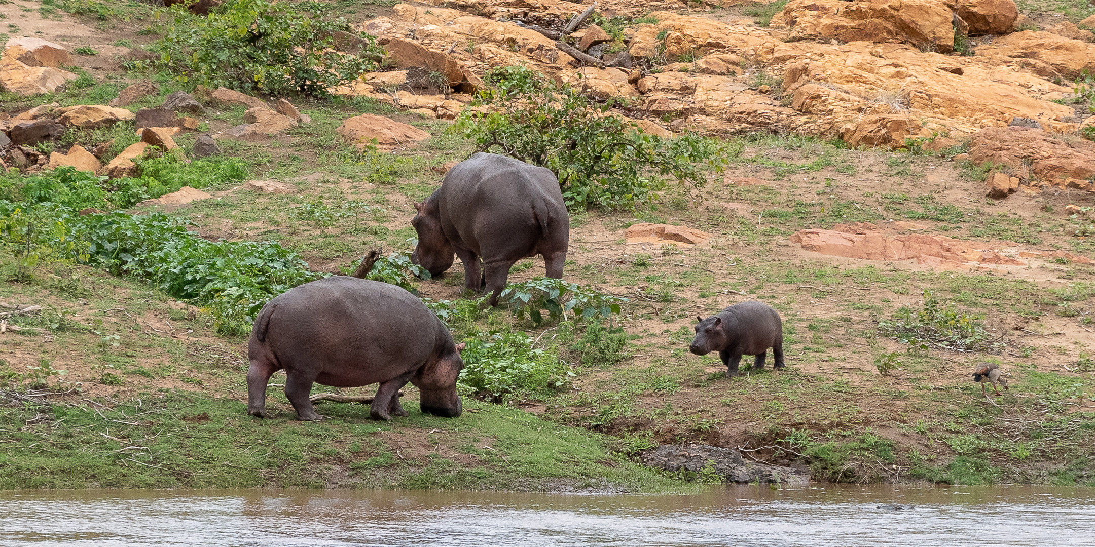 Familie auf Landgang - Flusspferde am Olifants River