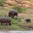 Familie auf Landgang - Flusspferde am Olifants River