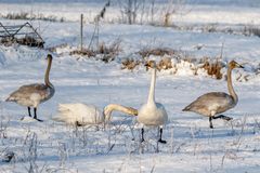 Familie aus dem Norden