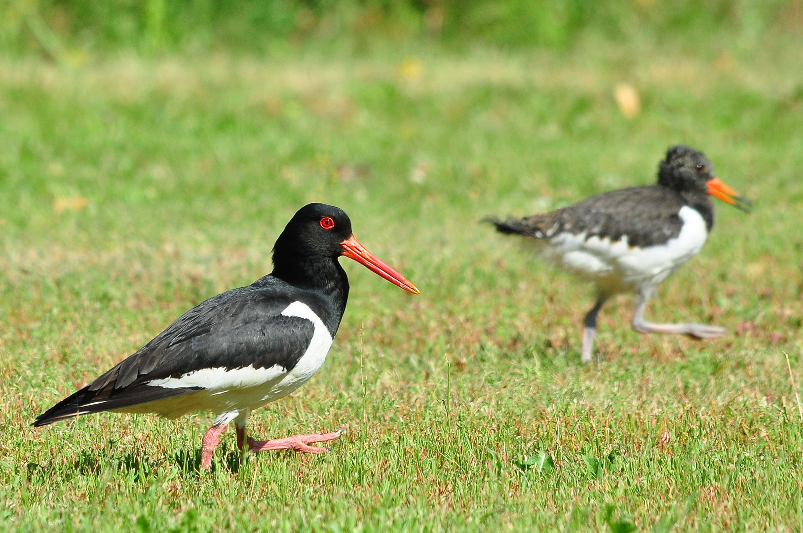 Familie Austernfischer